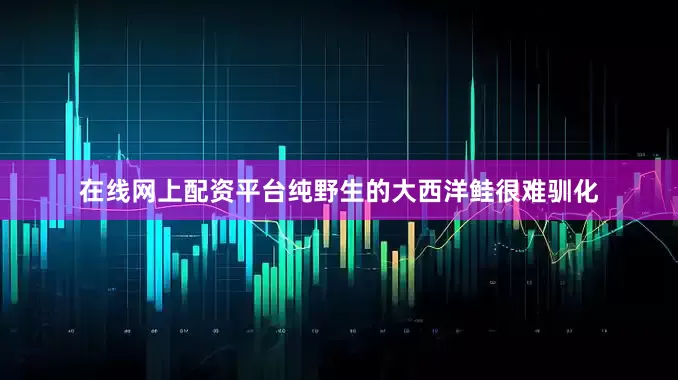 在线网上配资平台纯野生的大西洋鲑很难驯化